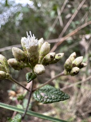Chromolaena bullata, photograph (c) Nicolás Baresch Uribe, some rights reserved (CC BY)