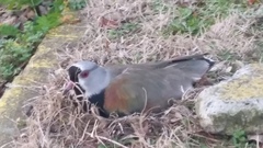 Vanellus chilensis