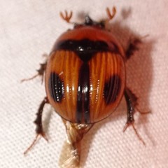 Bolbocerosoma biplagiatum