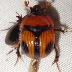 Bolbocerosoma biplagiatum