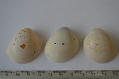 Laevicardium serratum