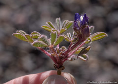 Lupinus brevicaulis