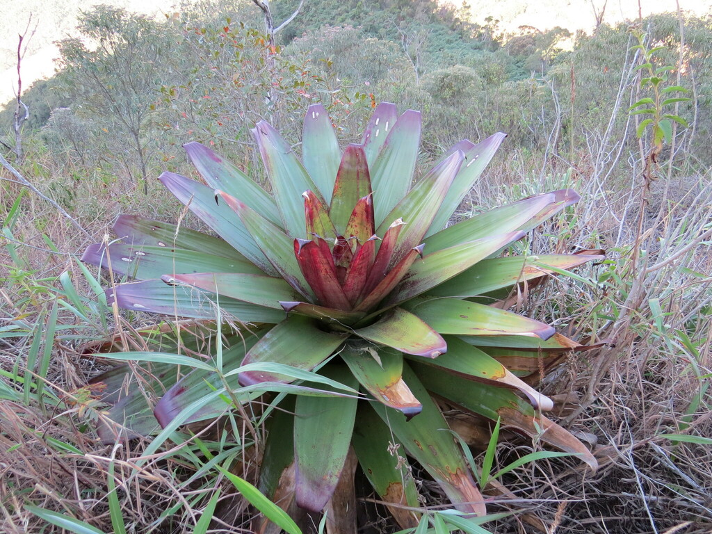 Alcantarea imperialis, Rio de Janeiro, BR