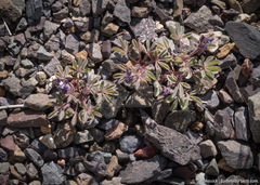 Lupinus brevicaulis