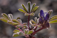 Lupinus brevicaulis