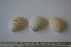 Laevicardium serratum