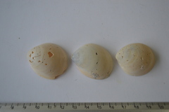 Laevicardium serratum