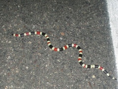 Micruroides euryxanthus