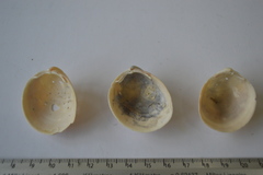 Laevicardium serratum