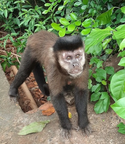 Black capuchin