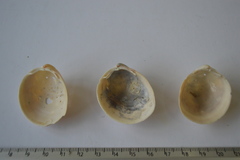 Laevicardium serratum