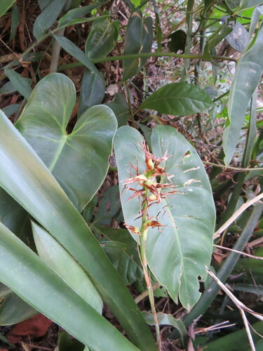 Quesnelia augustocoburgi