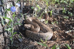 Crotalus willardi
