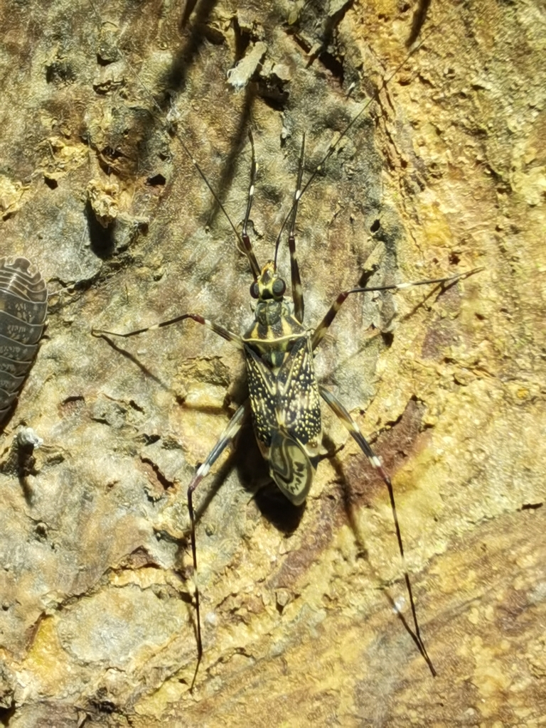 Rhinomiris conspersus