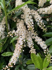 Prunus lusitanica