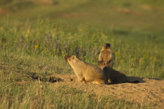 Marmota bobak