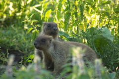 Marmota bobak