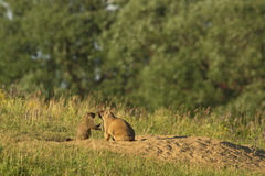 Marmota bobak