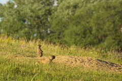 Marmota bobak