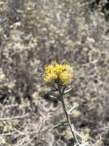 Image of Tetradymia comosa by (c) mel letterman, some rights reserved (CC BY)