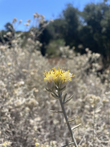 Image of Tetradymia comosa by (c) mel letterman, some rights reserved (CC BY)