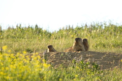Marmota bobak