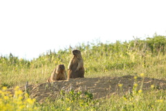Marmota bobak