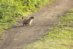 Marmota bobak