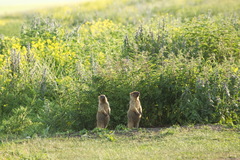 Marmota bobak