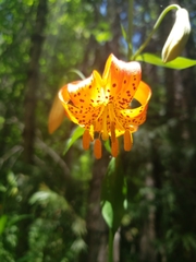 Lilium pardalinum shastense