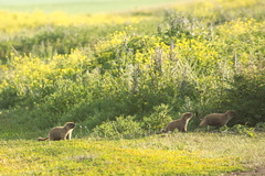Marmota bobak