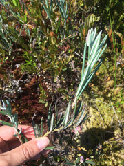 Andromeda polifolia glaucophylla
