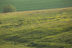 Marmota bobak