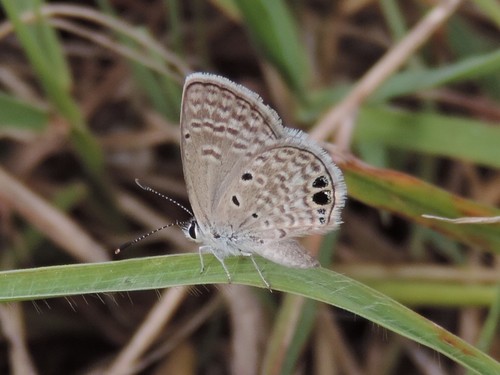 Ceraunus Blue, photo 6 of 10