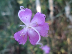 Dianthus caryophyllus