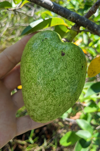 pond apple (Annona glabra)