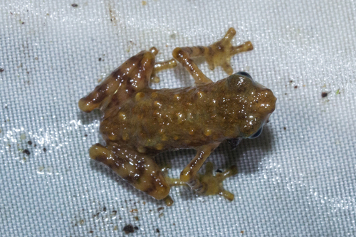 Dwarf Toad, Pelophryne signata