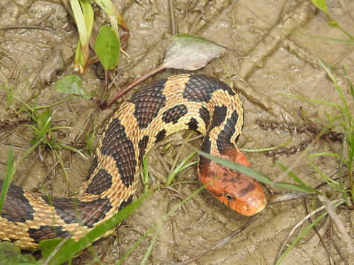 Eastern Foxsnake