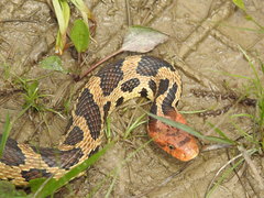 Eastern Fox Snake photo 2