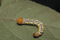 Truncaptera truncata