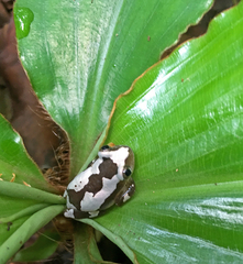 Afrixalus nigeriensis