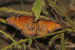 Danaus eresimus montezuma