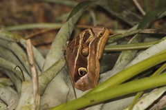 Eryphanis aesacus