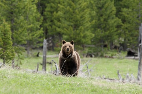 Grizzly Bear photographed in Wyoming