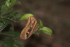 Eryphanis aesacus