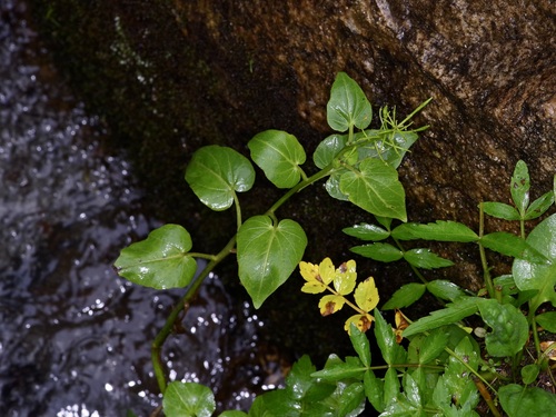 Image of Cardamine cordifolia by (c) Michelle W. （鍾偉瑋）, some rights reserved (CC BY)