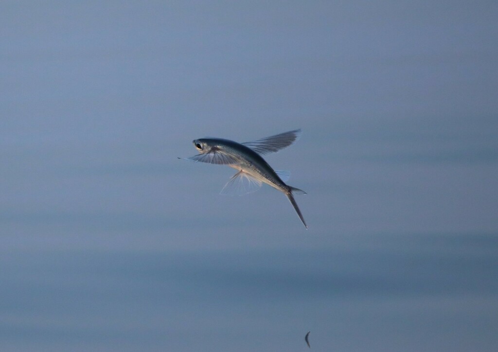 Atlantic flyingfish (Cheilopogon melanurus) — Exocoetidae