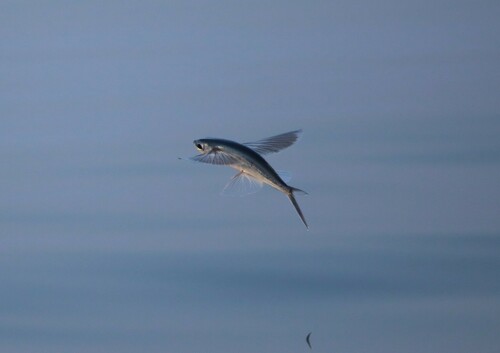 Atlantic flyingfish (Cheilopogon melanurus) — Exocoetidae