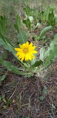 Helianthella