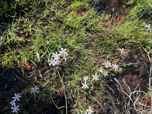 Image of Tribonanthes violacea by (c) Khands, some rights reserved (CC BY)